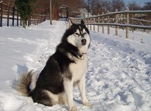 Haski iti