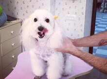 Toy pudel (Cütləşmək üçün)