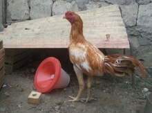 Heyrati xoruzu