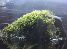Bitki "Jaşa moss"