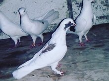 Göyərçinlər