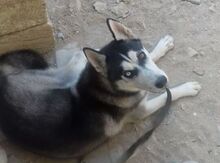 Haski iti