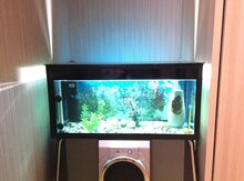 Akvarium və balıqlar