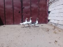 Qazlar