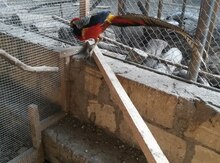 Qırqovul