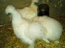 Ağ ponpon fərələri