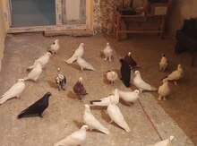Göyərçinlər
