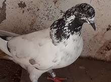 Pakistan göyərçini