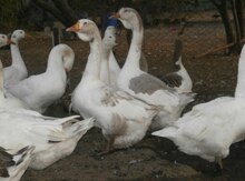 Xolmoqor qazları