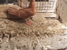 Göyərçin