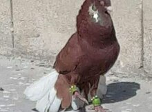 Göyərçin