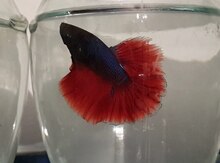 Halfmoon balığı
