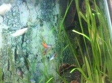 Akvarium ve balıqlar