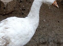 Xalmaqor qazları