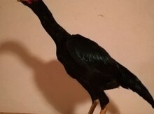 Heyratı