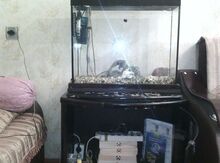 Akvarium