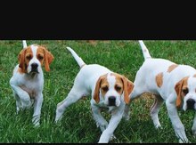 Pointer