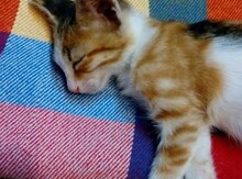 Котенок в добрые руки