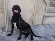 Pitbul