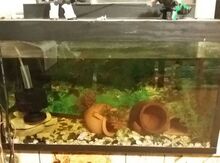 Akvarium