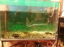 Akvarium