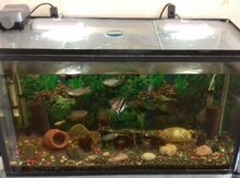 Akvarium və Balıqlar