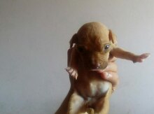 Pitbul balası