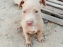 Pitbul