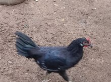 Sumatra xoruzları
