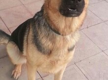 Alman ovçarkası ( dişi)