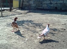 Quşlar