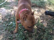 Pitbul
