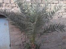 Xurma ağacı
