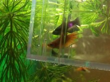 "Betta" balığı və akvarium