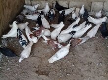 Göyərçinlər
