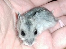 Cunqarik