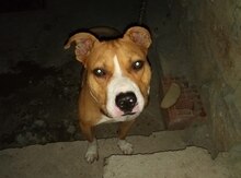 Pitbul