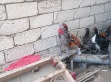 Brama