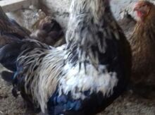Brama xoruzu