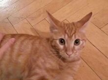 Котёнок в добрые руки!