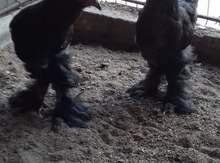 Brama