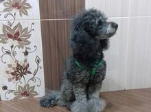 Pudel