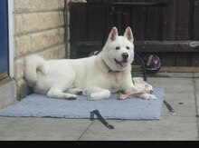 Akita
