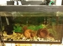 Akvarium