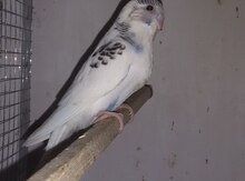 Tutuquşu