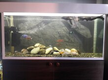 "Auratus " balıq