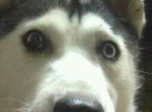 Haski