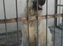 Cütləşdirmək üçün qafqaz ovçarkası