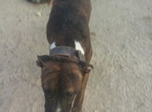 Pitbul (cütləşdirmək üçün)