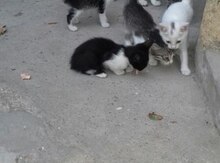 Pişik balaları etibarlı əllərə verilir